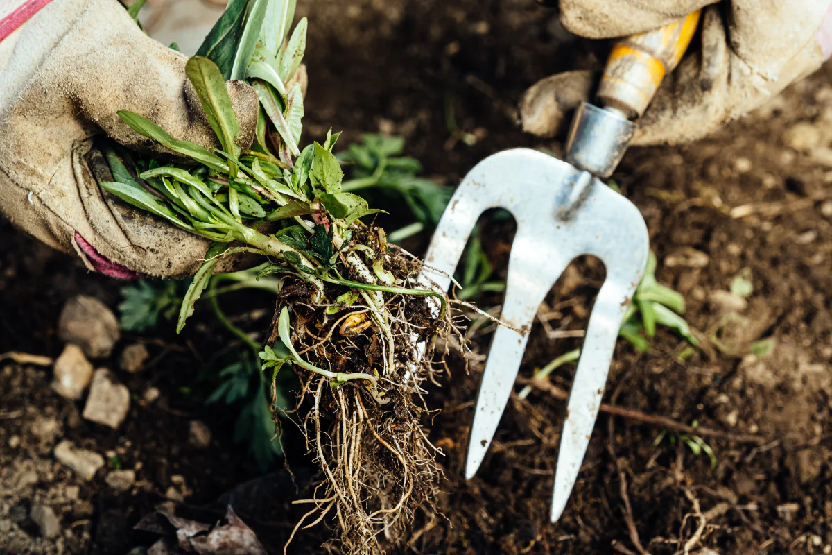 Targeted Weed & Pest Control Excellence